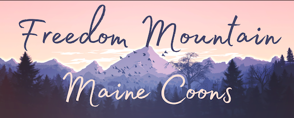 Freedom Mountain Main Coons